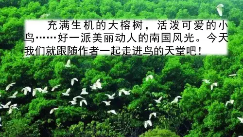 部编版五年级语文上册《鸟的天堂》优秀课件