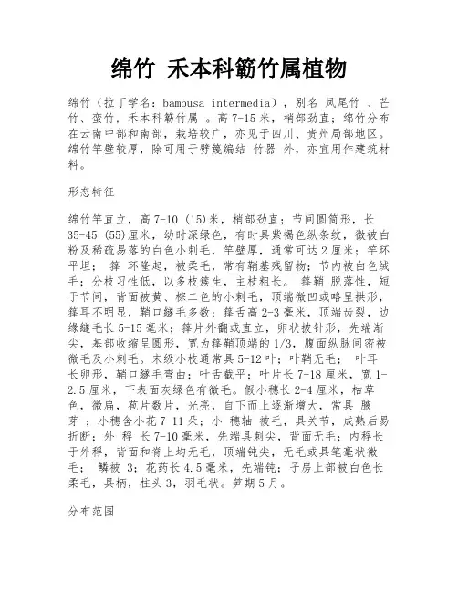 绵竹 禾本科簕竹属植物