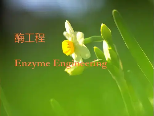 酶的生物合成