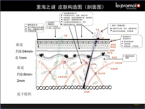 皮肤结构图(动态PPT)