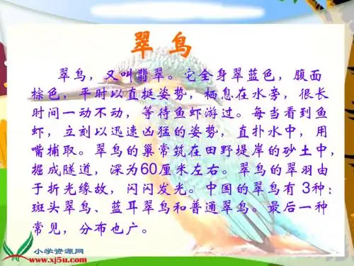 三年级语文上册课件_翠鸟