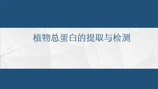 分子实验-植物蛋白质提取