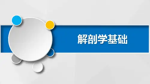 消化系统PPT课件