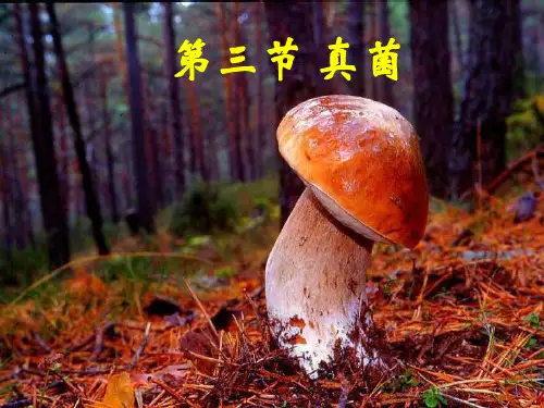 《真菌》课件(人教版生物)