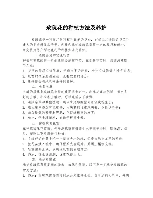 玫瑰花的种植方法及养护