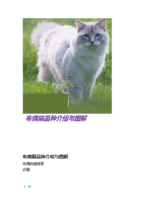 布偶猫品种介绍与图解