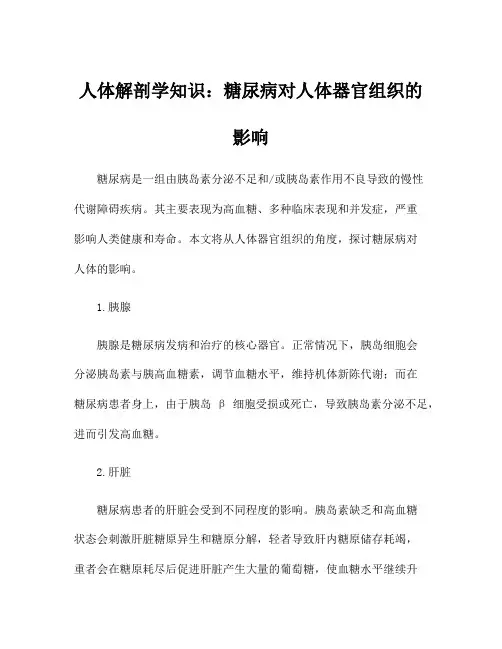 人体解剖学知识：糖尿病对人体器官组织的影响