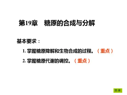 第19章 糖原的合成与分解