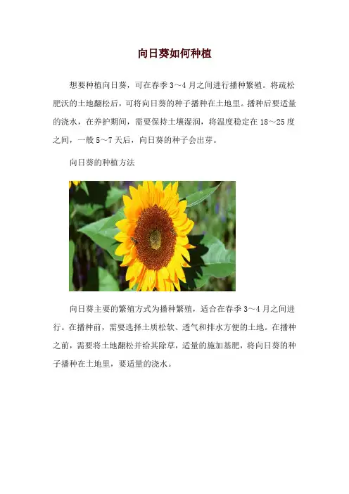 向日葵如何种植