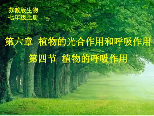 第四节植物的呼吸作用课件(苏教版)