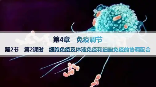 人教版高中生物学选择性必修1稳态与调节精品课件 第4章 细胞免疫及体液免疫和细胞免疫的协调配合