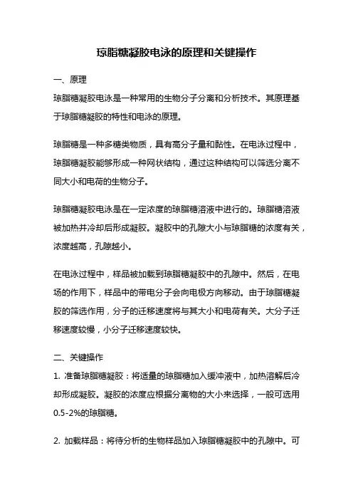 琼脂糖凝胶电泳的原理和关键操作