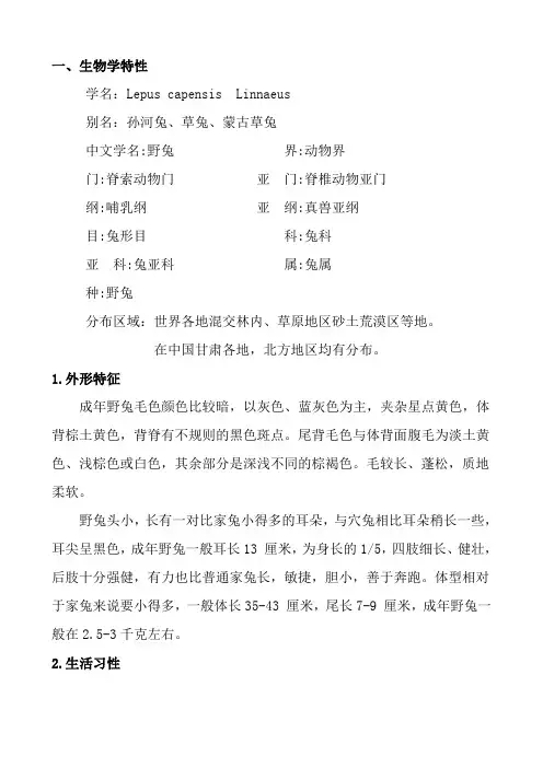野兔饲养方法