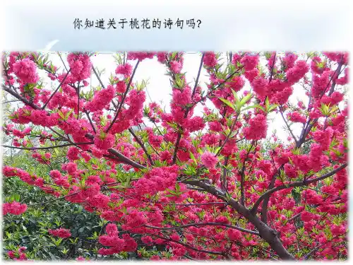《一棵小桃树》pptx课件(40页)