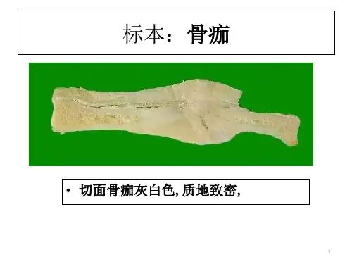 病理切片图库汇总