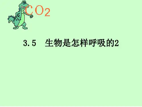3.5生物的呼吸和呼吸作用2—浙教版八年级科学下册课件