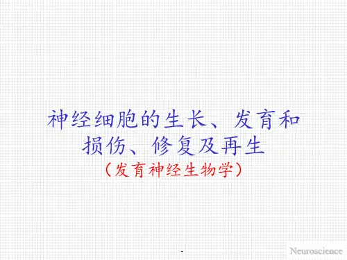 神经元的生长发育和死亡PPT课件
