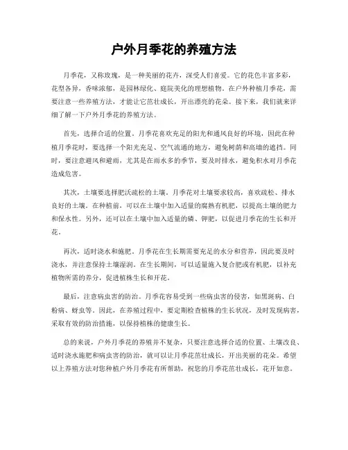 户外月季花的养殖方法