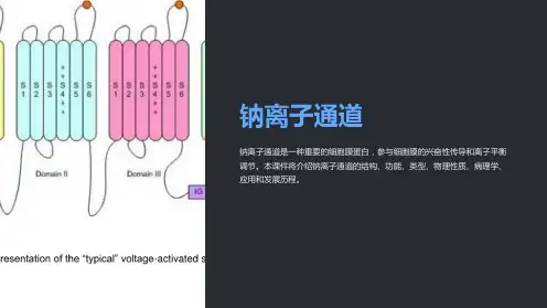 《钠离子通道》课件
