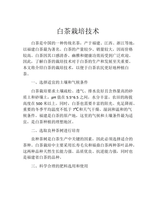 白茶栽培技术
