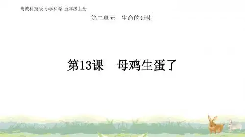 新粤教版科学五年级上册科学第13课  母鸡生蛋了 课件(15张ppt)