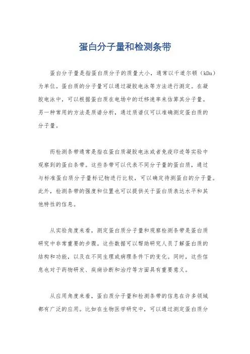 蛋白分子量和检测条带