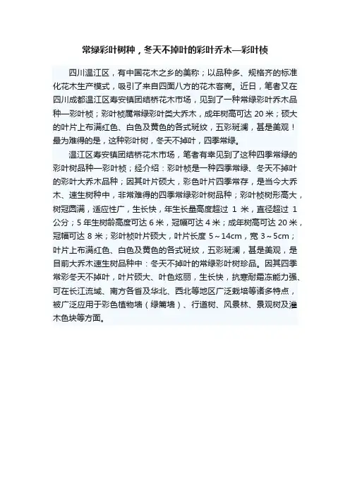 常绿彩叶树种，冬天不掉叶的彩叶乔木—彩叶桢
