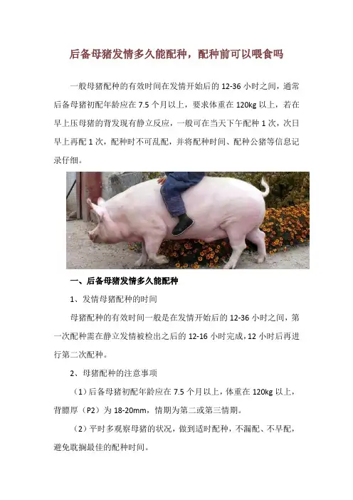 后备母猪发情多久能配种,配种前可以喂食吗