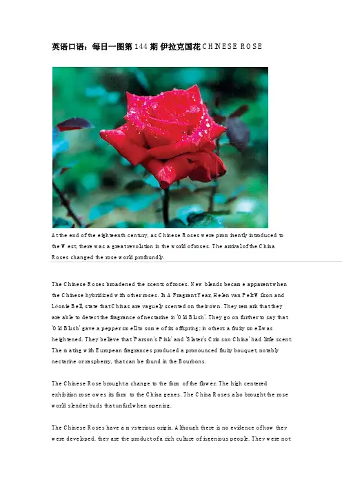 英语口语:每日一图第144期 伊拉克国花CHINESE ROSE