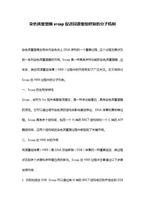 染色质重塑酶srcap促进同源重组修复的分子机制