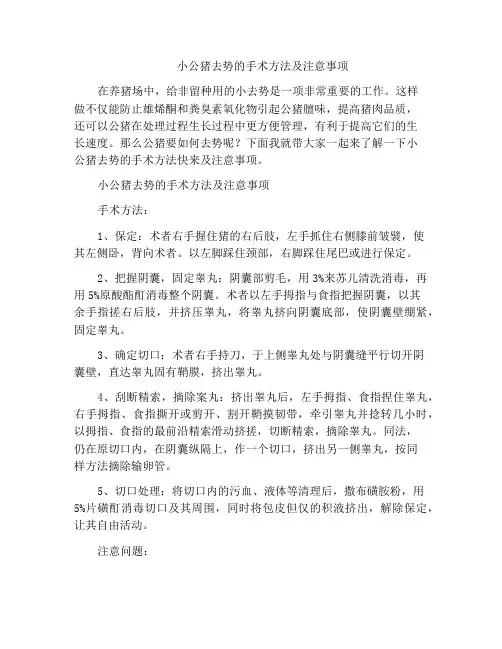 小公猪去势的手术方法及注意事项