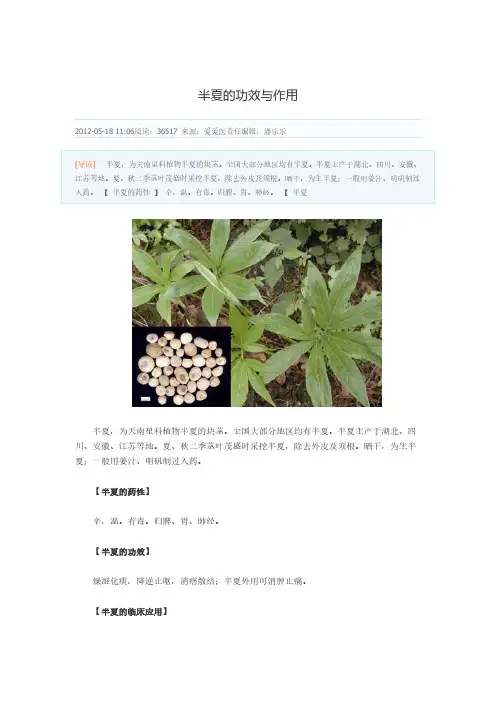 半夏的功效与作用-推荐下载