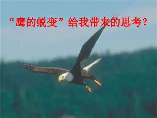 鹰的蜕变给我带来的思考