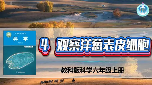 最新教科科学六年级上册1-4观察洋葱表皮细胞PPT新版课件PPT