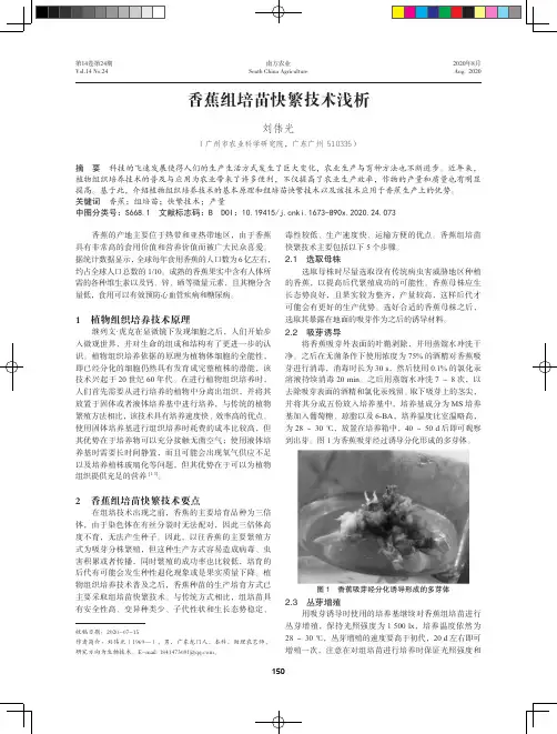 香蕉组培苗快繁技术浅析