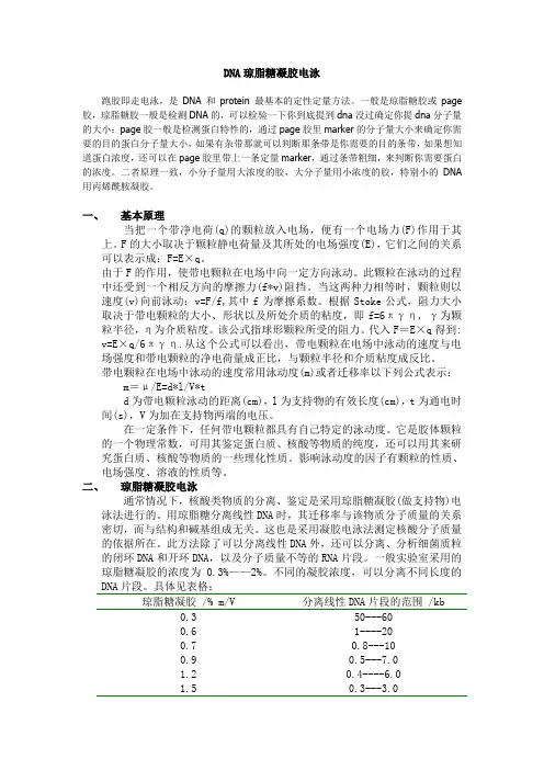 琼脂糖凝胶电泳