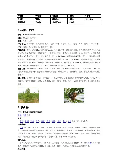 常绿乔木