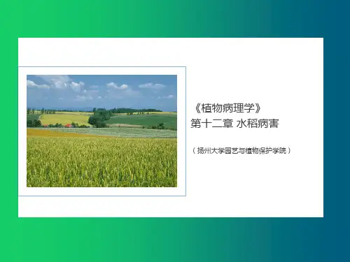 植物病理学 水稻病害