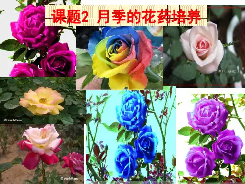 3.2月季的花药培养.