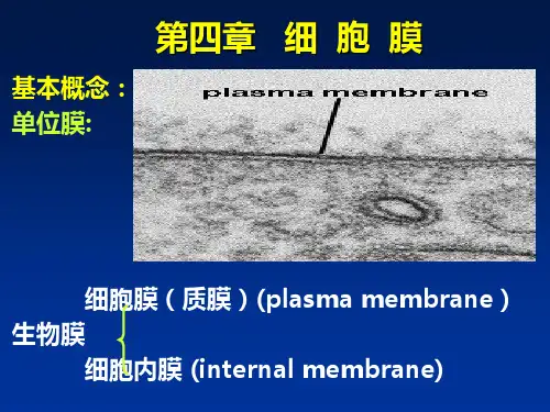 细胞生物学课件：第四章   细  胞  膜