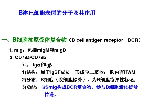 B淋巴细胞表面的分子及其作用
