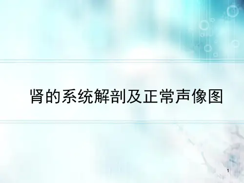 肾脏的超声表现PPT学习课件