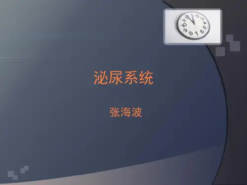 泌尿系统结石PPT课件