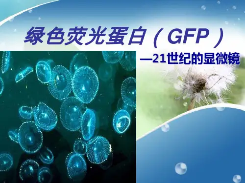 绿色荧光蛋白简述