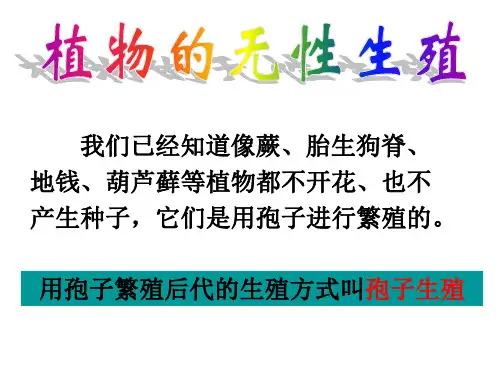 被子植物的无性生殖