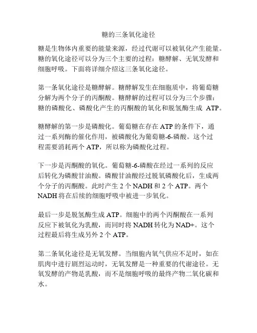 糖的三条氧化途径