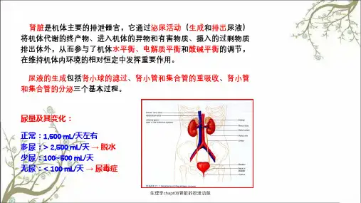生理学chapt08肾脏的排泄功能