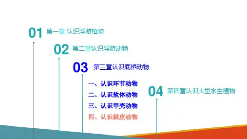 底栖动物—认识棘皮动物(水生生物学课件)