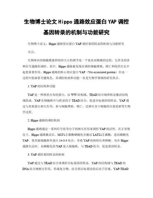 生物博士论文Hippo通路效应蛋白YAP调控基因转录的机制与功能研究