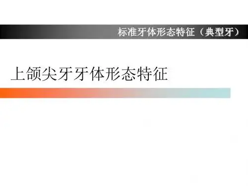 上颌尖牙牙体形态简述 
